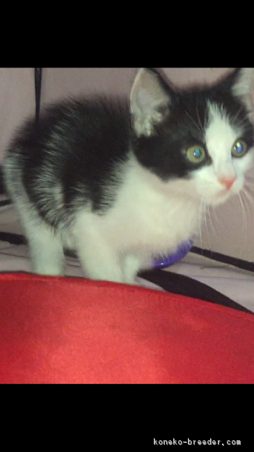 ID:1707-00011の子猫