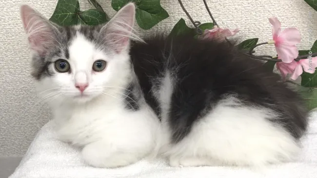 ID:2005-00220の子猫