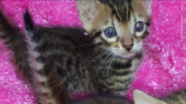 ID:1712-00064の子猫
