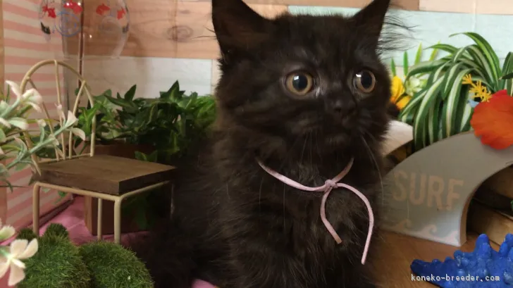 ID:1807-00668の子猫