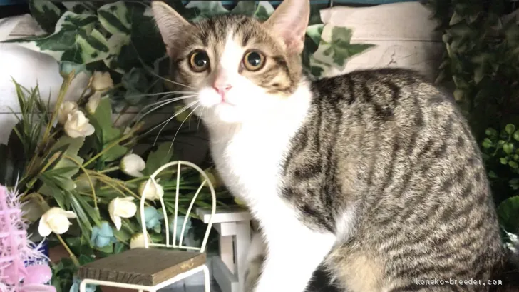 ID:2007-00889の子猫