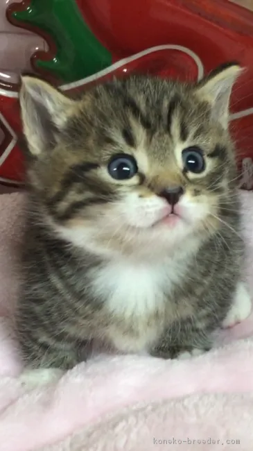 ID:1711-00971の子猫