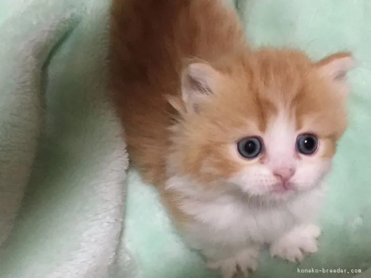 ID:1710-00025の子猫