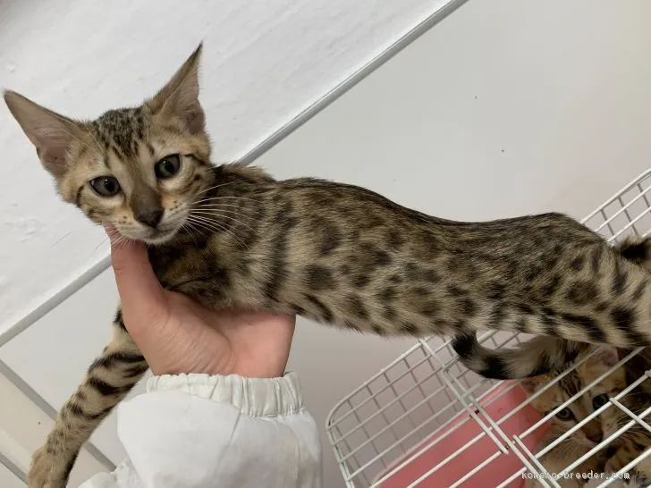 ID：2011-00065の子猫
