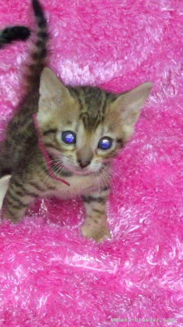 ID:1712-00070の子猫