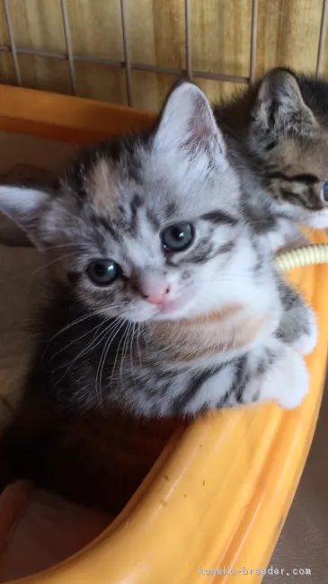 ID：1801-00774の子猫