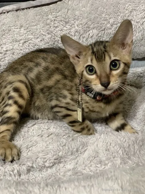 ID:2110-02171の子猫