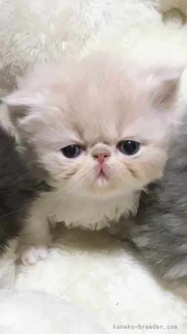 ID：2201-00460の子猫