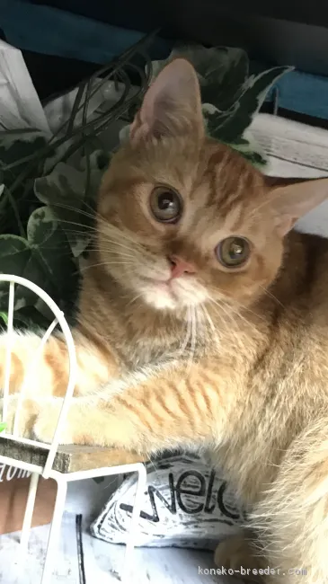 ID：1908-00331の子猫