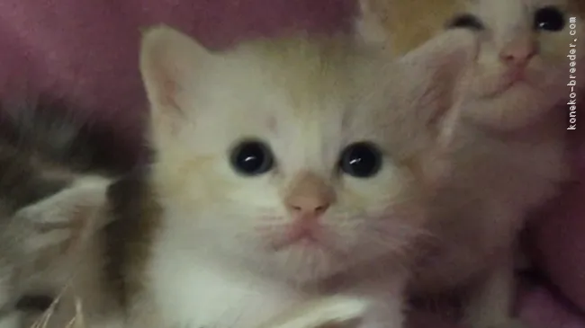 ID：1707-00092の子猫