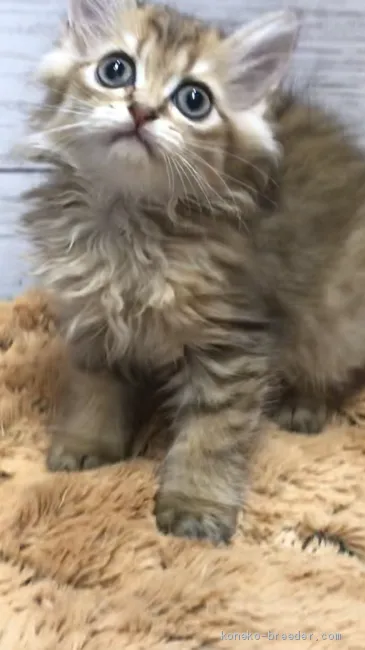 ID：2007-00059の子猫