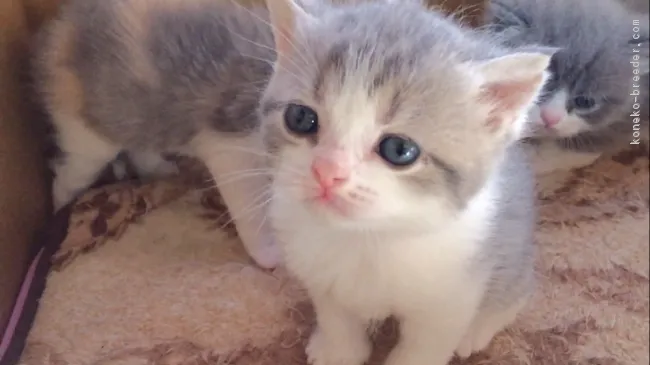 ID:1712-00011の子猫