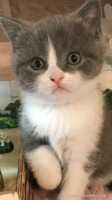 ID：1903-01350の子猫