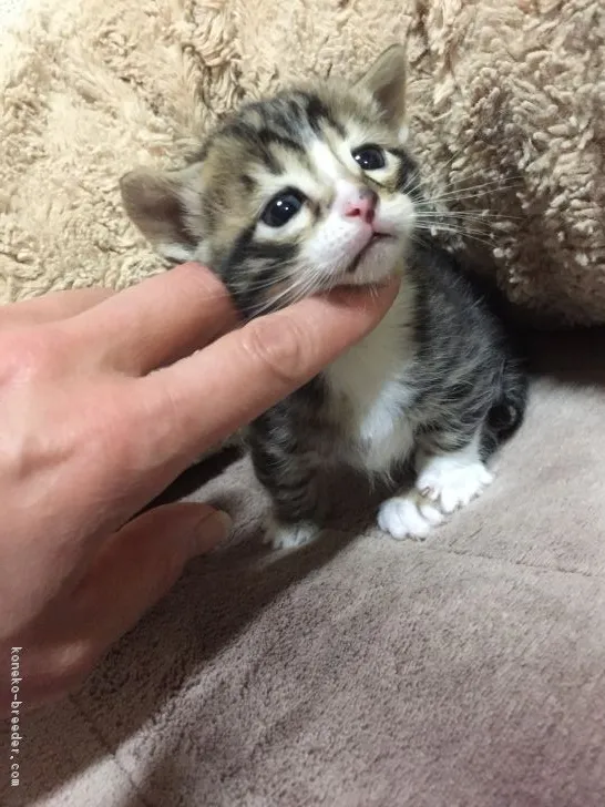 ID：1612-00867の子猫