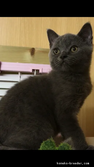 ID：1809-01596の子猫