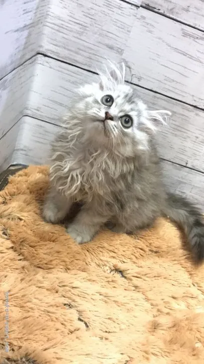 ID:2007-00057の子猫