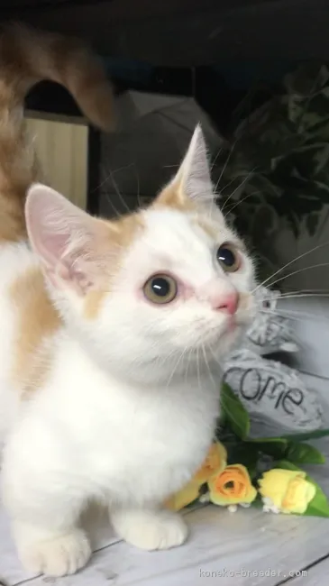 ID：1910-00289の子猫