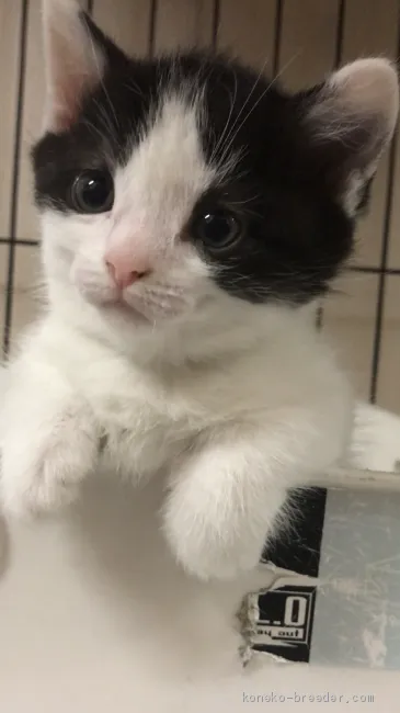 ID：2005-01062の子猫