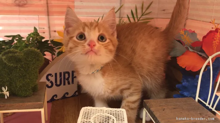 カワイ 様のお迎えした子猫