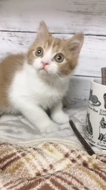 ID:2102-01727の子猫