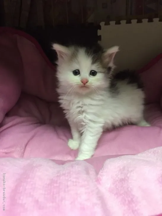 ID：1701-00042の子猫