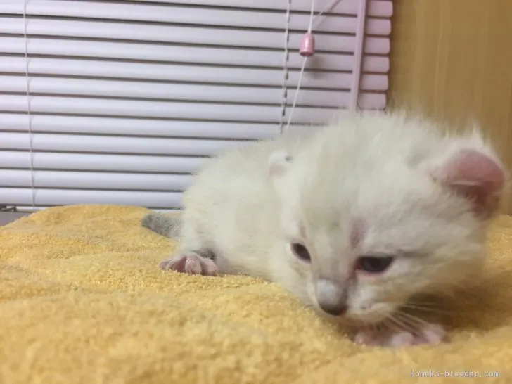 ID：1711-00946の子猫