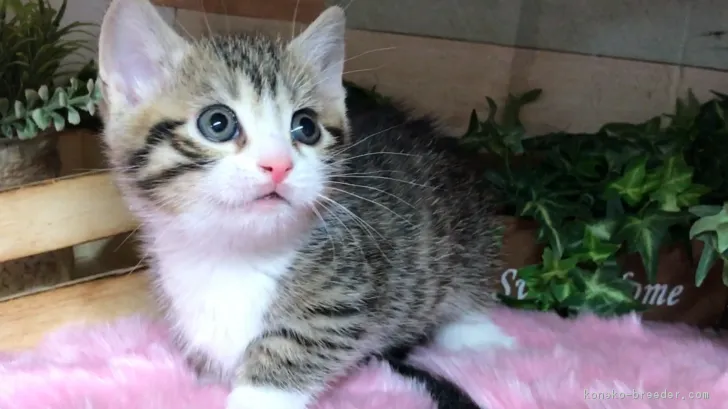 足立農 様のお迎えした子猫