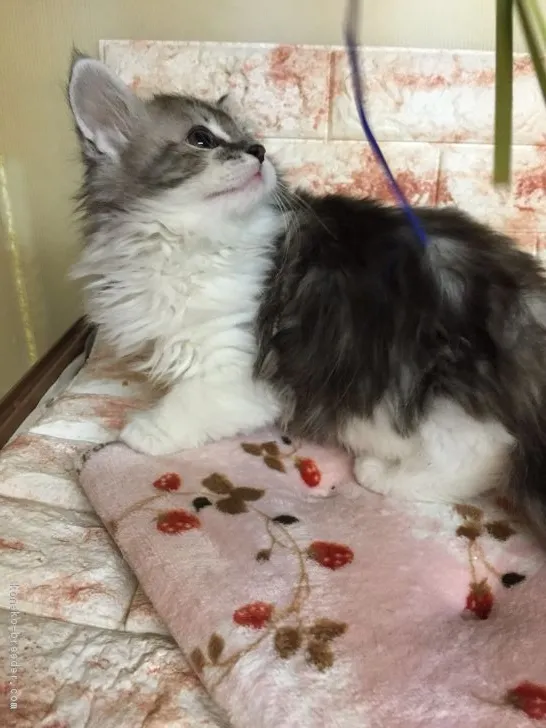ID：1801-00644の子猫
