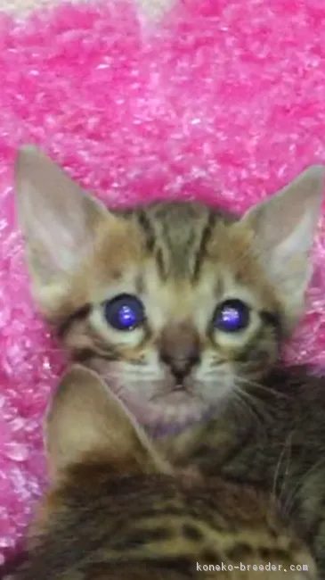 ID:1712-00075の子猫