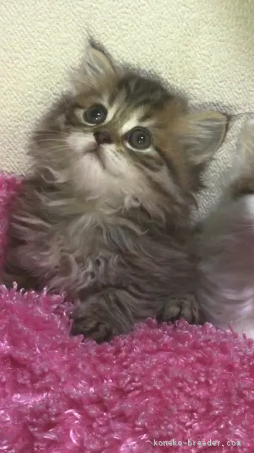 ID:1810-00909の子猫