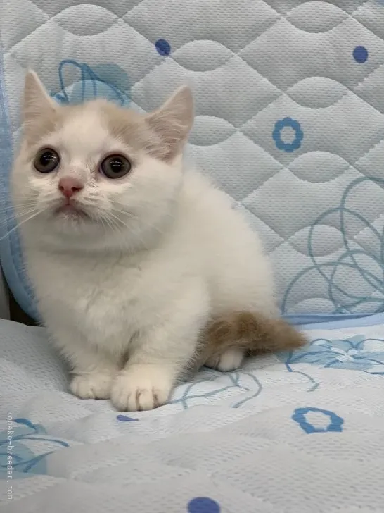 ID:2205-02528の子猫