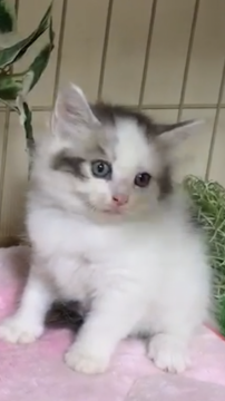 ノルウェージャンフォレストキャット【埼玉県・女の子・2019年5月20日・シルバー&ホワイト】の写真「遊ぶの大好きな子猫ちゃん❤️」