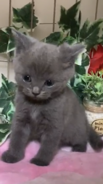 マンチカン(長足)【埼玉県・男の子・2019年6月9日・ブルー】の写真「健康的な元気な男の子！^_^」