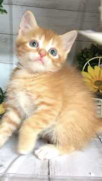 マンチカン(長足)【埼玉県・男の子・2019年5月15日・レッドタビー】の写真「足長君！ 期間限定キャンペーン中！」