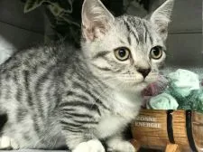 マンチカン(短足)【埼玉県・女の子・2019年9月10日・シルバータビーホワイト】の写真1