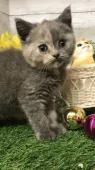 ブリティッシュショートヘア【埼玉県・女の子・2021年5月25日・ブルークリーム】の写真1