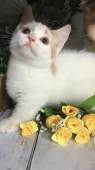 マンチカン(短足)【埼玉県・男の子・2019年8月15日・】の写真2