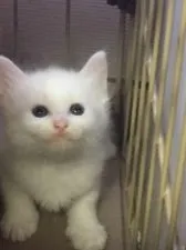 ノルウェージャンフォレストキャット【埼玉県・男の子・2017年6月20日・クリーム&ホワイトタビー】の写真2