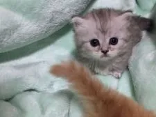 ミヌエット【埼玉県・男の子・2017年9月15日・シルバータビー】の写真2