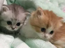 ミヌエット【埼玉県・男の子・2017年9月15日・シルバータビー】の写真3