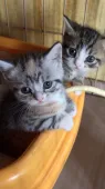 マンチカン(長足)【埼玉県・女の子・2017年12月25日・】の写真3