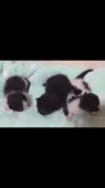 マンチカン【埼玉県・女の子・2017年6月22日・】の写真4