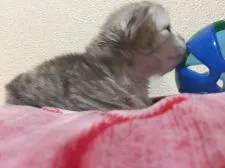 ミヌエット【埼玉県・男の子・2017年9月15日・シルバータビー】の写真4「子猫ちゃんとボール🐈まだ興味なし💦」