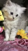ペルシャ(チンチラ)【埼玉県・男の子・2019年4月24日・チンチラシルバー】の写真4