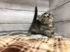 マンチカン(短足)【埼玉県・女の子・2021年1月30日・ブラウンタビー】の写真5