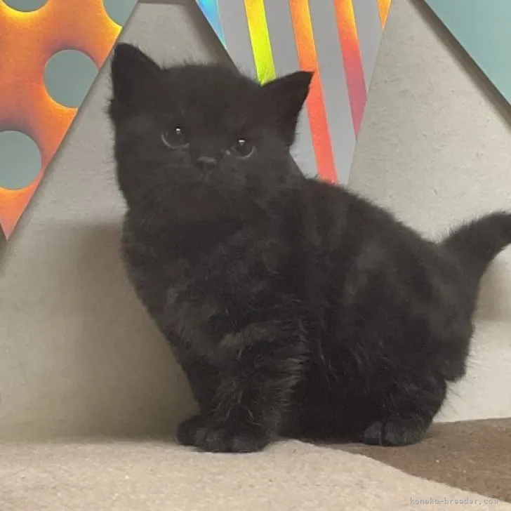 ID:2305-01697の子猫