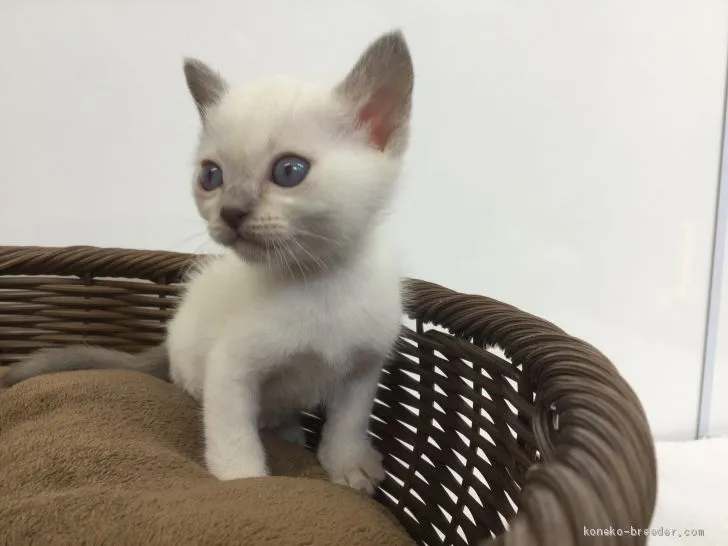 ID：1905-01192の子猫