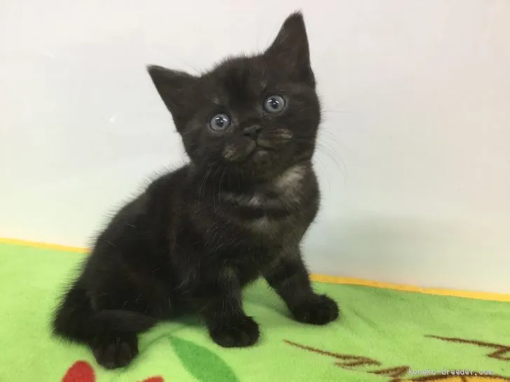 ID：1903-01148の子猫