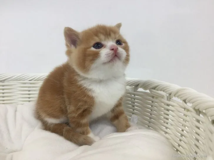 ID：1905-00859の子猫