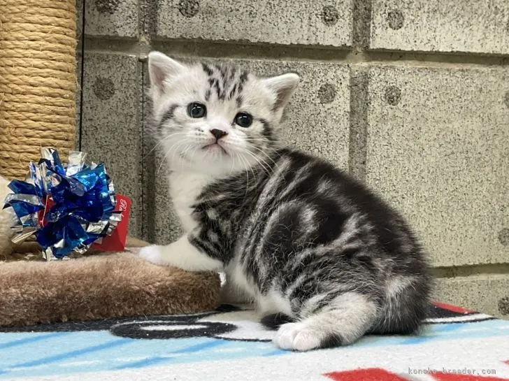 ぶみ 様のお迎えした子猫